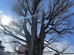 -医王山·飞騨国分寺