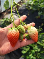 -蓝呗呗蓝莓草莓采摘园(通州区马驹桥店)