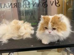 -车接车送·寄养洗护·德文猫舍(大宁店)