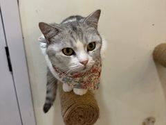 -共舞时光猫咖·狗咖(新街口店)