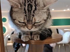 -飞行喵MR PILOT|猫舍·猫咖(静安大融城店)