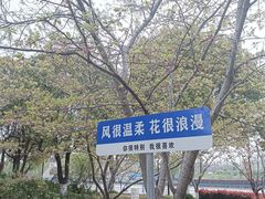 -高东镇樱花园