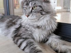 -十年猫舍·猫咪专门店(普陀店)