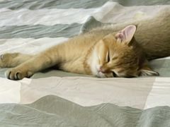 -瑞鹏宠物医院·猫科·宠保定点(梅溪湖分院)