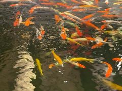 -龙悦湾酒家·八阵鱼生·渔人码头店