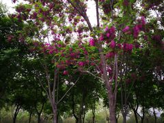 -永定河休闲森林公园