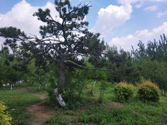-蒲河岛湿地公园