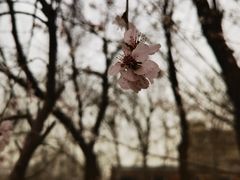-桃花堤公园