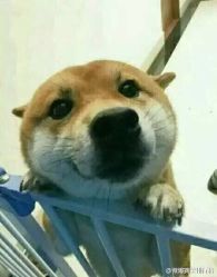 -大象造型