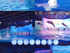 -海合安青岛极地海洋公园