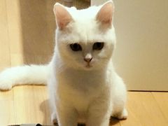 -宠小格时尚宠物生活馆(唐镇店)