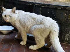 -西安京西宠物医院·瘫痪·疑难杂症