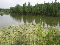 -白鹭湾湿地公园