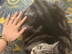 -平行世界·猫咖(首经贸店)