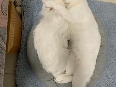 -佳雯宠物医院(金华南路分院)