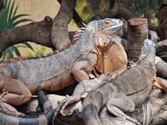 -广州长隆野生动物世界