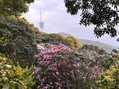 -梧桐山风景名胜区