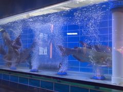 -老板恋上鱼(恒隆广场店)