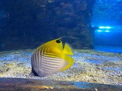 -太平洋海底世界