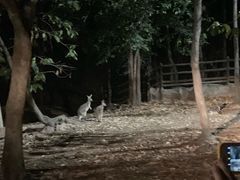 -清迈夜间动物园