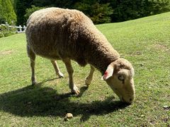 -神户市立六甲山牧场