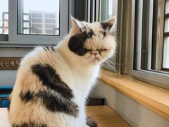 -猫小院猫主题咖啡厅(北锣店)