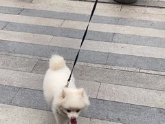 -丹景宠物医院·全科·老年病·牙科(武昌诊疗中心)