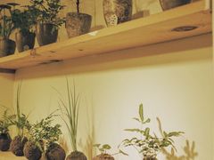 -植觉