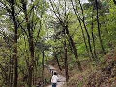-阳台山自然风景区