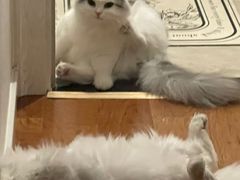 -猫大福·Fortune Cat猫舍(百子湾店)
