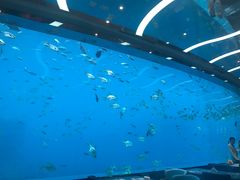 -瑞德姆美人鱼海底演艺主题餐厅(亚龙湾店)