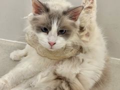 -共舞时光猫咖·狗咖(新街口店)