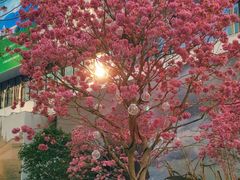 -深圳湾万象城(南山店)