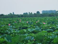 -白洋淀景区