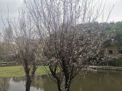 -南京钟山宾馆(江苏省会议中心)