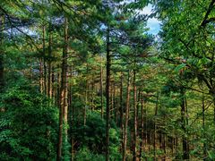 -天目山大树王景区