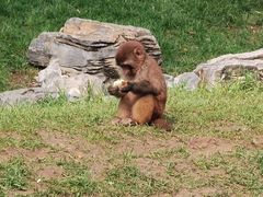 -北京野生动物园