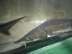 -东方巨龟苑景区