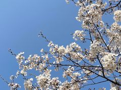 -顾村公园