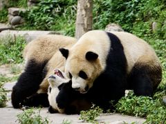 -中国大熊猫保护研究中心雅安碧峰峡基地