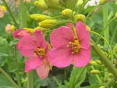 -中国天府农业博览园