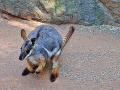 -费瑟代尔野生动物园