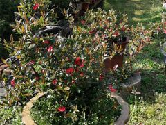 -亭林园-华藏寺