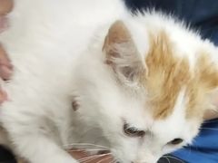 -pd派德宠物中心医院24H急重症·眼科中心·血液透析中心(嵩山北路店)