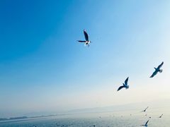 -西昌邛海湾柏樾酒店(原邛海湾柏栎度假酒店)