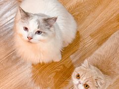 -滚猫咖啡·猫咖·猫友好撸猫(未来城店)