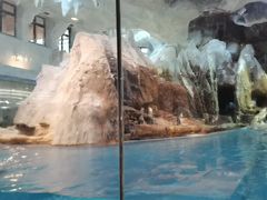 -帝企鹅自助餐厅•儿童岛•真企鹅(长隆企鹅酒店)