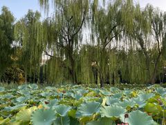 -莲花池公园