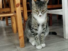 -海边的猫和咖啡馆