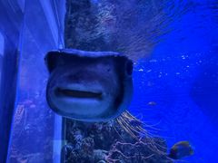 -鹿儿岛水族馆